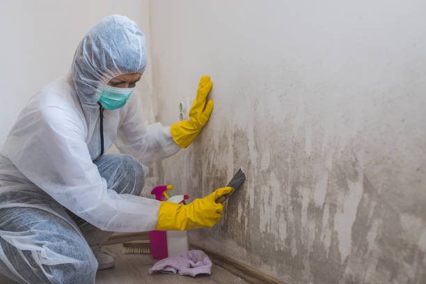 Best Post-Flood Mold Remediation in Lavallette, NJ