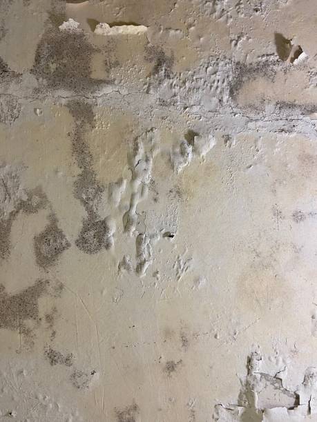 Best DIY Mold Remediation Support Services in Lavallette, NJ